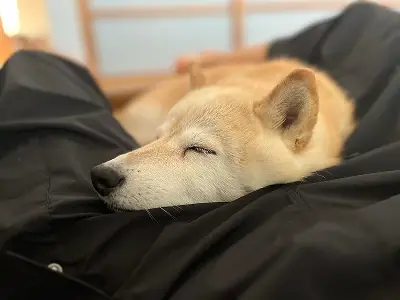 横になって眠っている柴犬の横顔