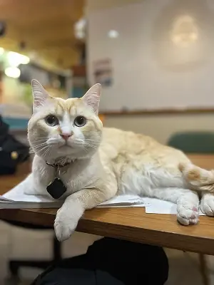 机の上でくつろぐ白色の猫