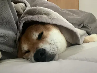 毛布に包まって眠っている柴犬